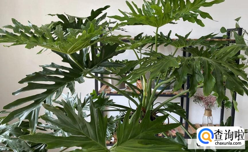 大叶春羽怎么养合适