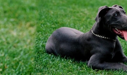 狗狗为什么会突然对着空气叫唤？