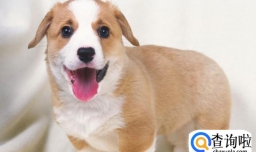 宠物狗狗能吃蔬菜吗