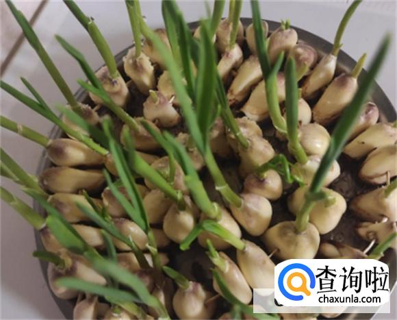 想吃大蒜苗怎么种植