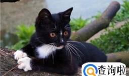 怎么跟猫培养感情