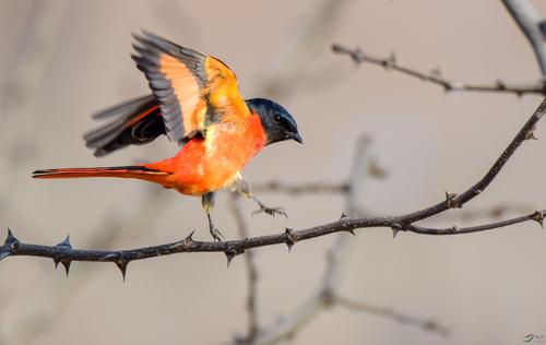命根子代表什么动物