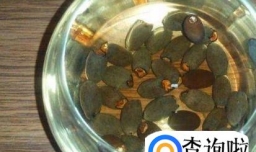 怎样让种子快速发芽