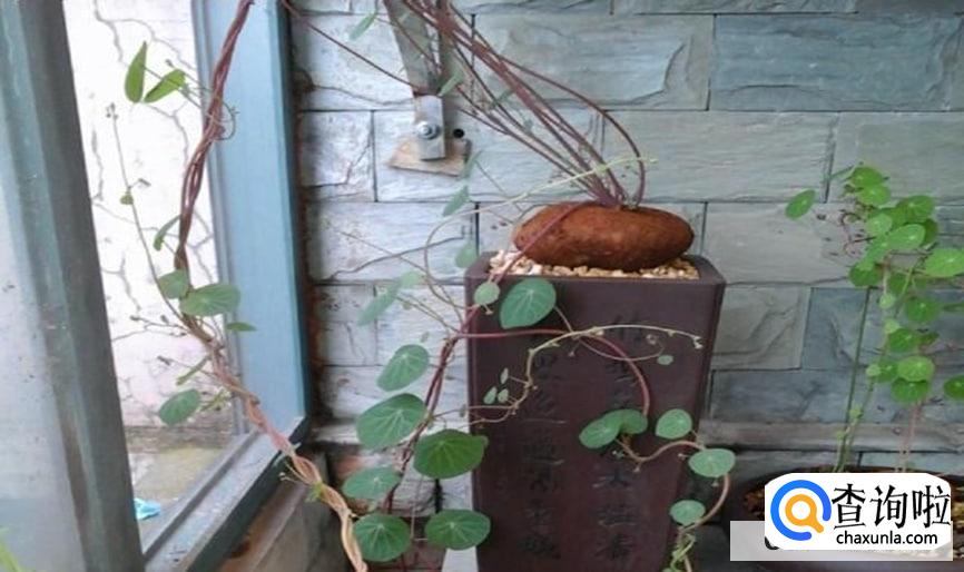 山乌龟怎么养才能更好