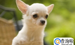 吉娃娃发情期怎么处理,吉娃娃发情期的表现