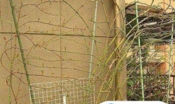 藤本月季如何牵引爬藤