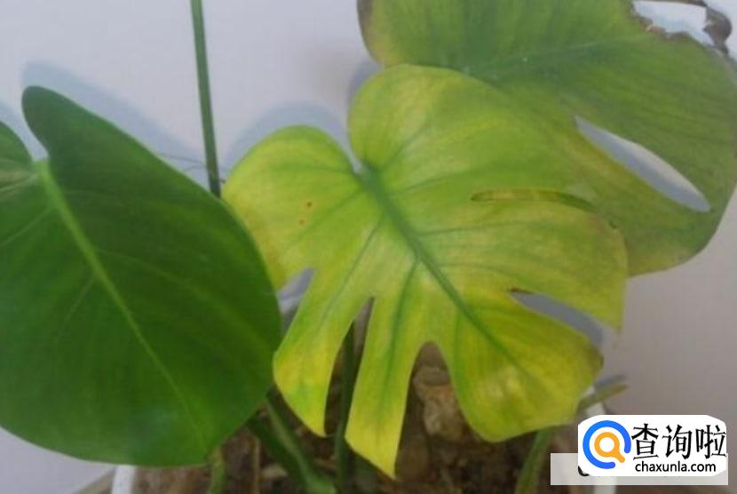 龟背竹叶子发黄怎么补救