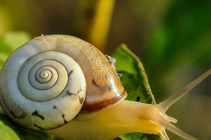 牙齿最多的动物是哪个动物