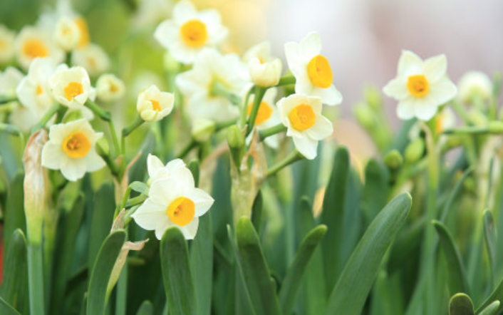 关于水仙花的诗歌？