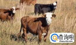 养牛有哪些技巧