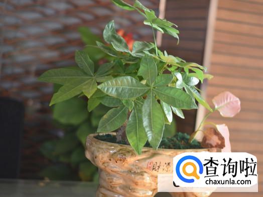 阳台适合种植什么盆栽