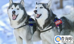 怎样区别阿拉斯加和二哈