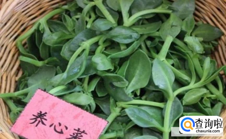 养心菜的播种方法是怎么样的