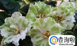 怎样叶插非洲堇（非洲紫罗兰）