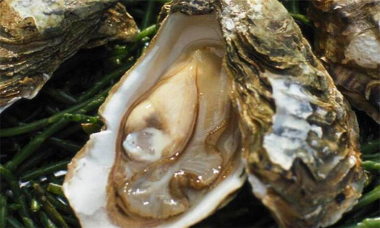 海蛎里面的黑色东西可以吃吗