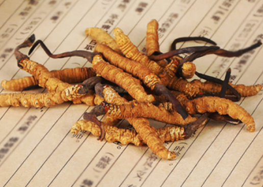 冬虫夏草是如何形成的