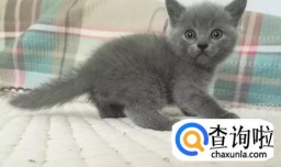 小猫咪怎样分辨公母