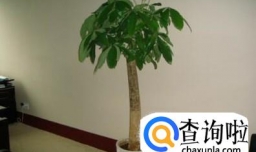 如何养发财树？