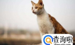 去除猫身上虱子的方法