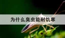 为什么臭虫能耐饥寒