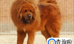 遇到咬人的烈性犬应该怎样自保？