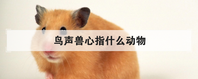 鸟声兽心指什么动物