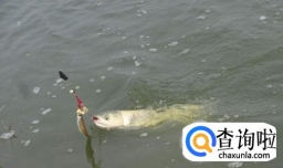 钓鱼最佳时间段，让你掉大鱼。