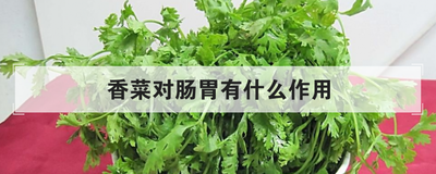香菜对肠胃有什么作用