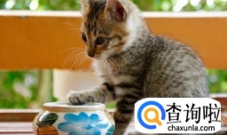 如何将自己的宠物打造成网红？