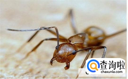 怎么能彻底消灭家里的红蚂蚁