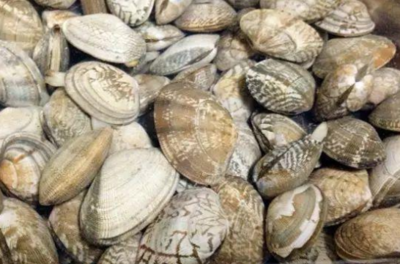 文蛤和花蛤的区别
