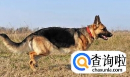 怎样鉴别牧羊犬