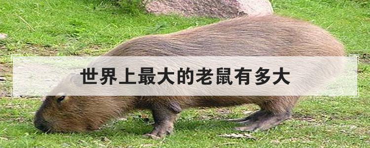 世界上最大的老鼠有多大