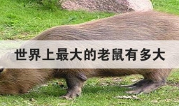 世界上最大的老鼠有多大