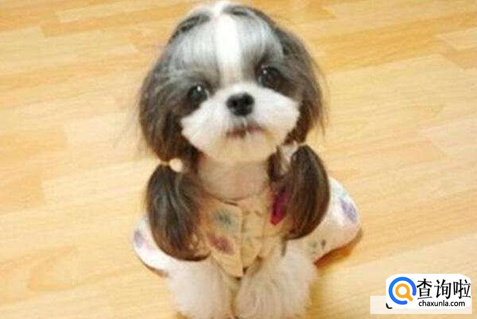 三大适合家养的小型狗