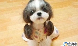 三大适合家养的小型狗