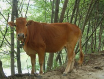 一诺千金代表什么动物