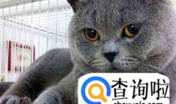 如何快速区分美短和英短