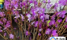 为什么不能养干枝杜鹃