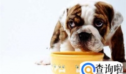 狗用营养膏哪种好