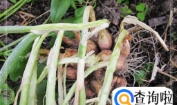 腌制小葱头——美味的下饭咸菜