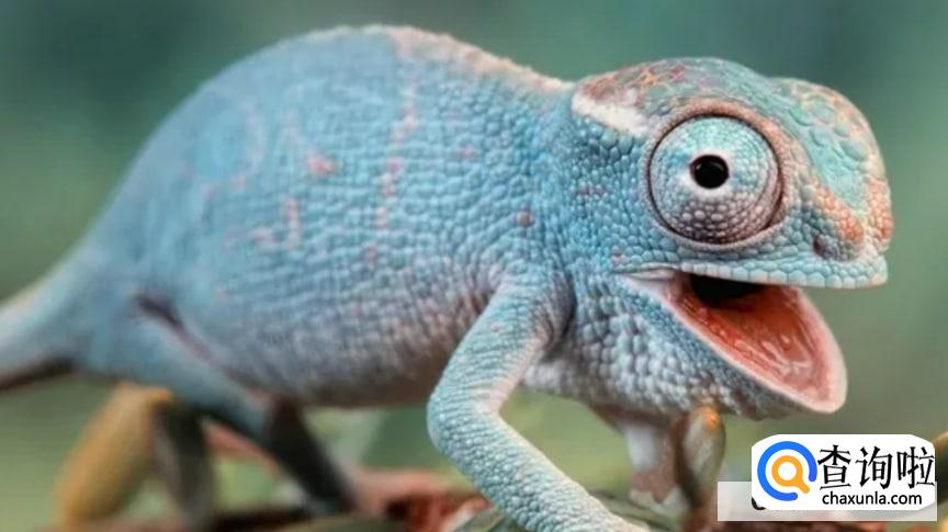 为什么变色龙会变色,变色有什么作用