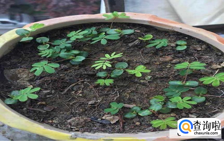 怎么养好娇羞的含羞草呢