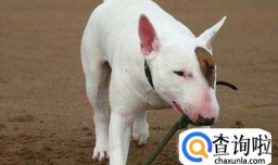 外出时怎么避免宠物狗捡东西吃？