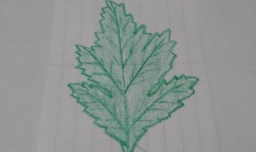 菊花的叶子怎么画