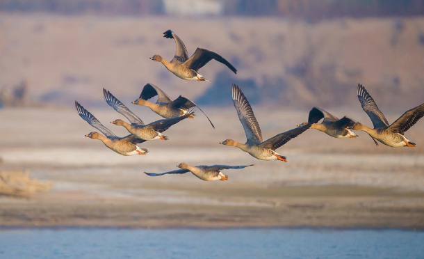 大雁什么时候南飞