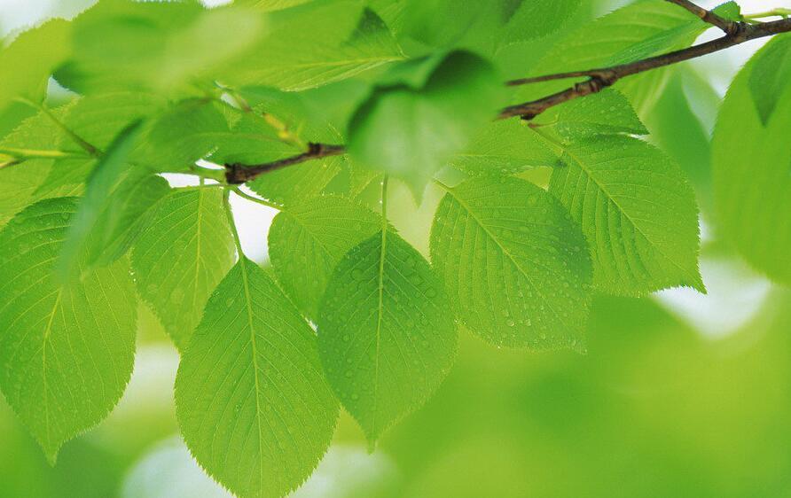 为什么叶子的形状千差万别