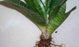 如何水培虎皮兰