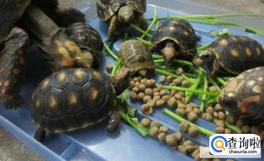 乌龟不进食是什么原因