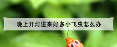 晚上开灯进来好多小飞虫怎么办